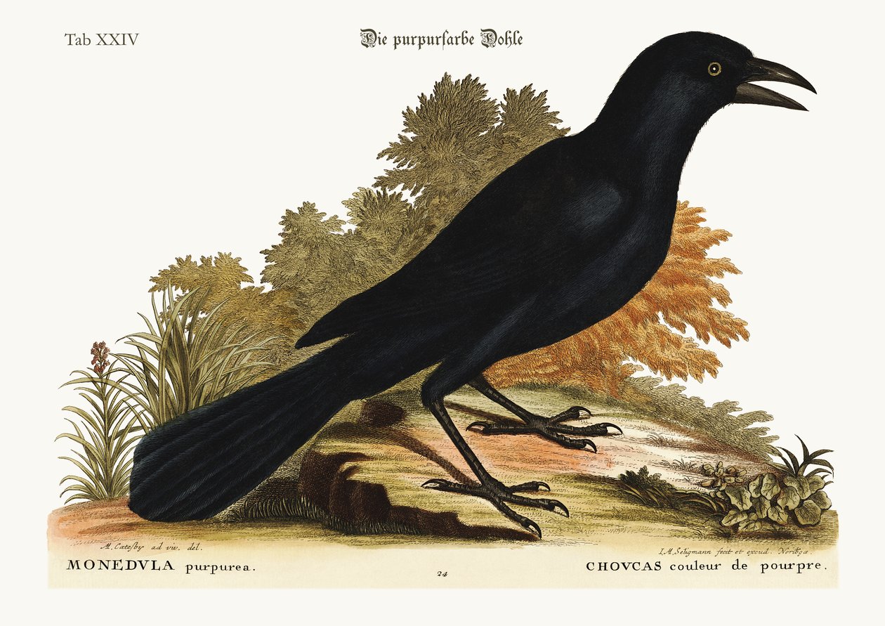 Den lilla Jack-Daw, 1749-73 af Mark Catesby