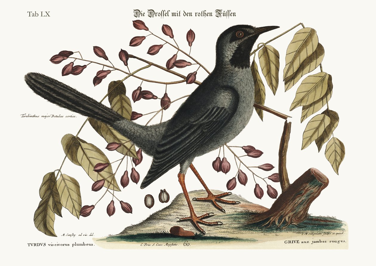Den rødbenede Drossel, 1749-73 af Mark Catesby