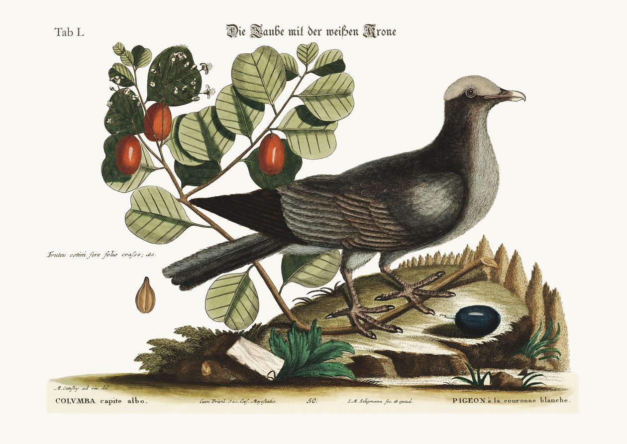 Den hvidkronede due, 1749-73 af Mark Catesby