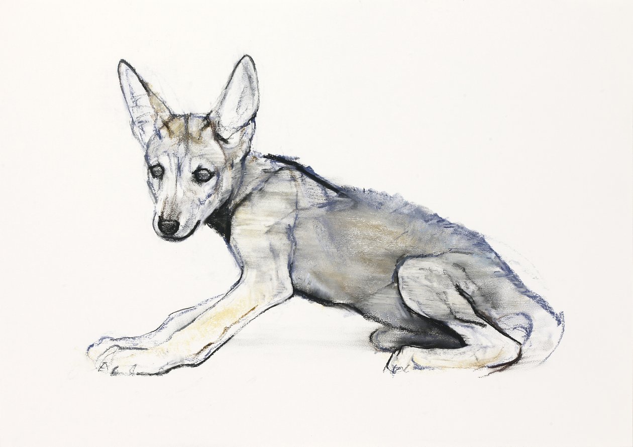 Adolescent Arabian Wolf Pup, 2009 (conte und charcoal på papir) af Mark Adlington