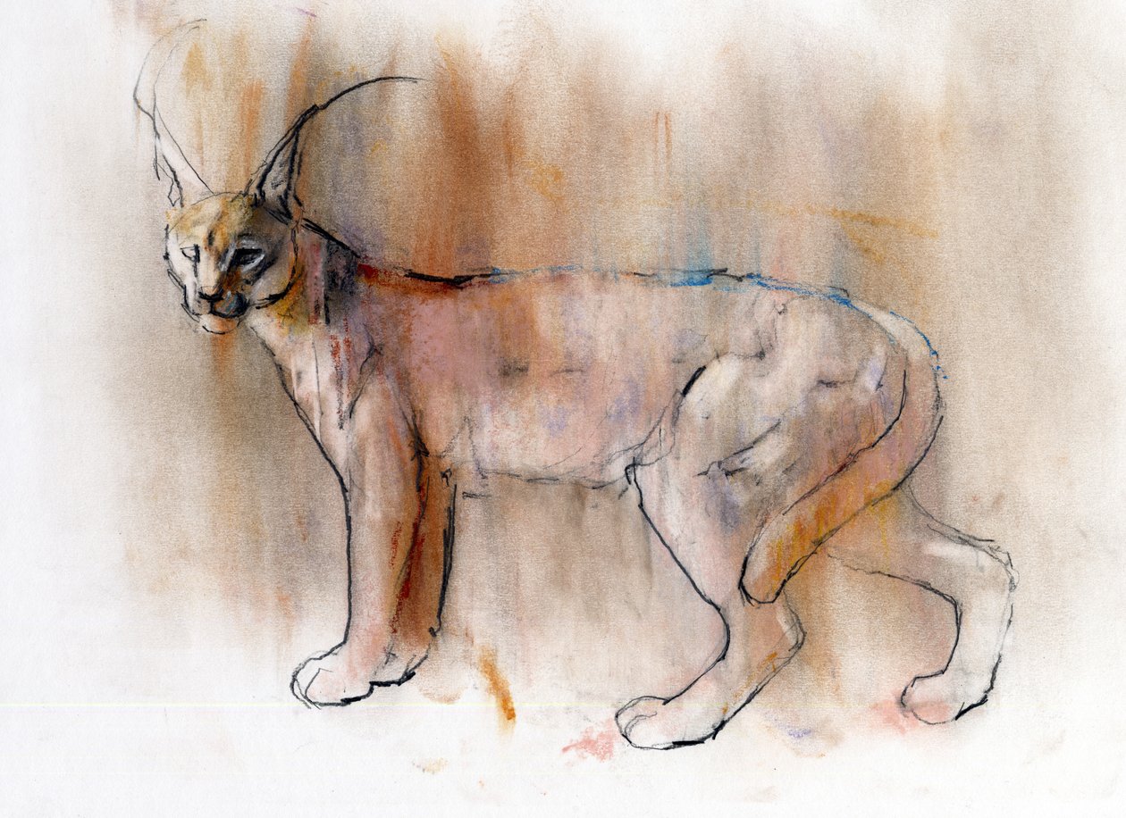 Arabian Caracal, 2009 (conte und charcoal på papir) af Mark Adlington