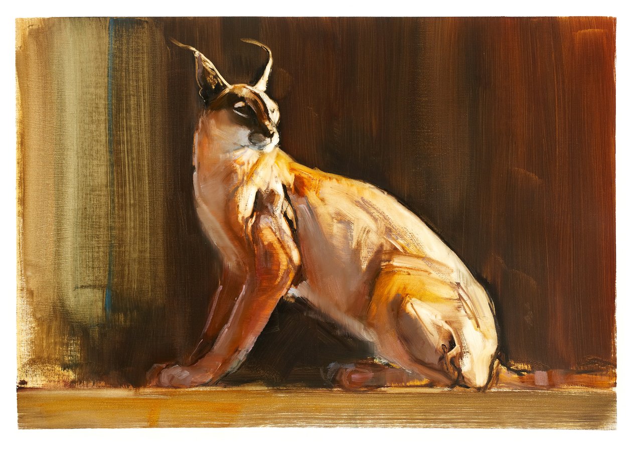 Arabian Caracal, 2010 (olie på papir) af Mark Adlington
