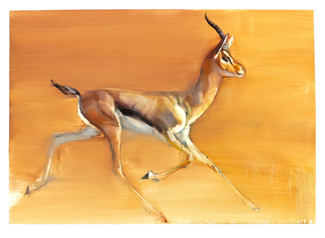 Arabian Gazelle, 2010 (olie på papir) af Mark Adlington