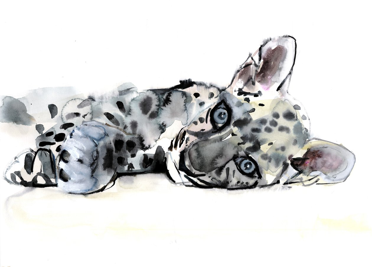 Arabisk leopardunge, 2008 af Mark Adlington