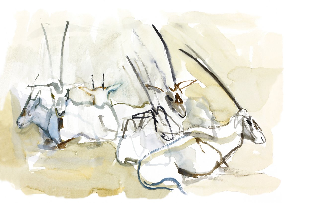 Arabian Oryx, 2010 (olie på papir) af Mark Adlington