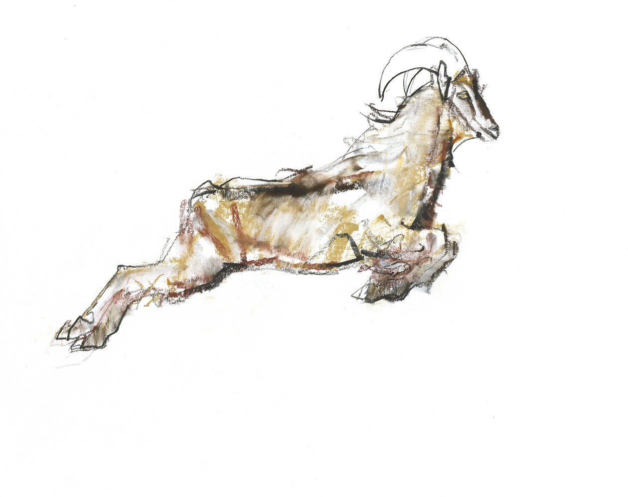 Arabian Tahr, 2009 (conte og kul på papir) af Mark Adlington