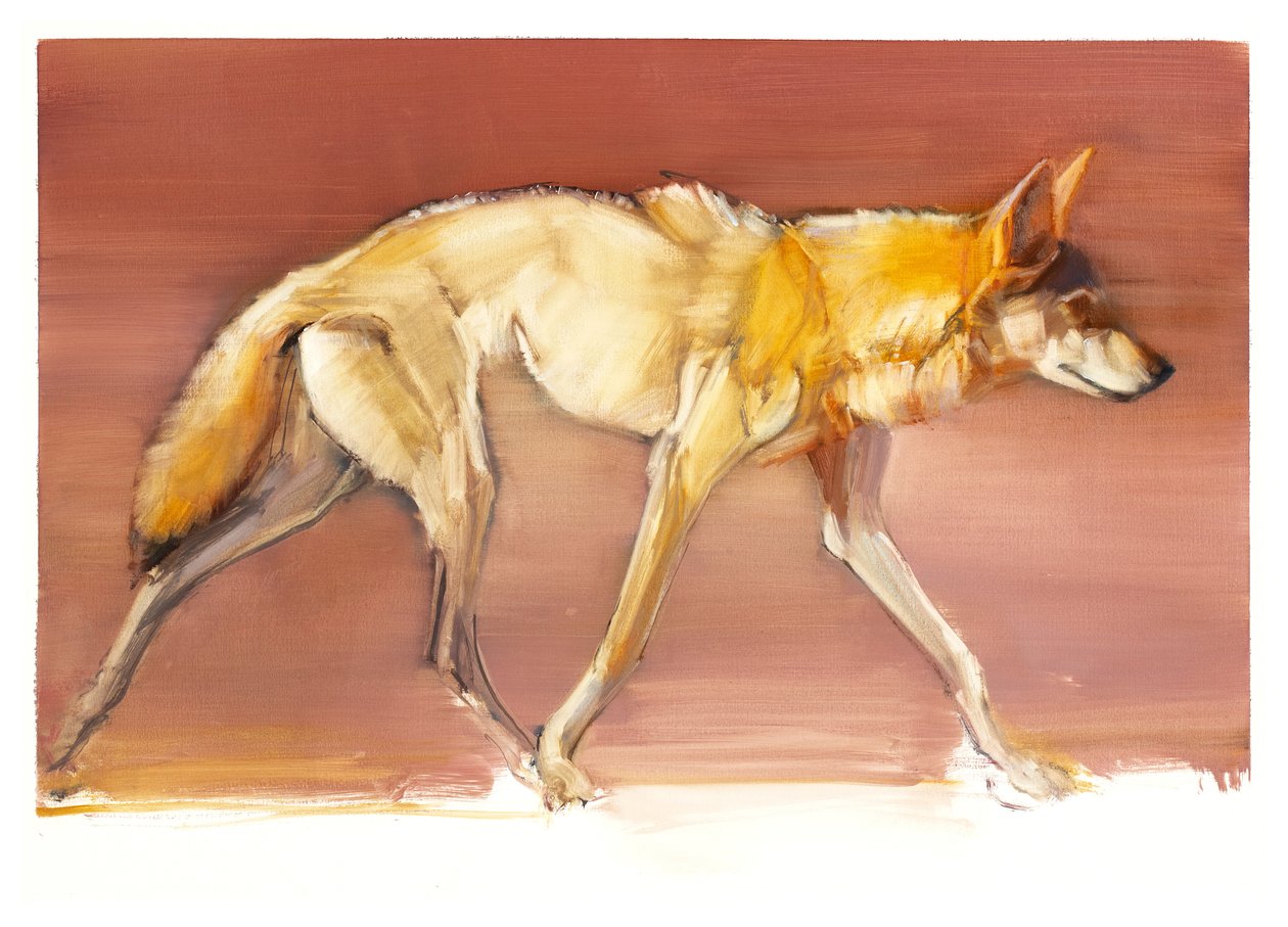 Arabian Wolf, 2010 (olie på papir) af Mark Adlington