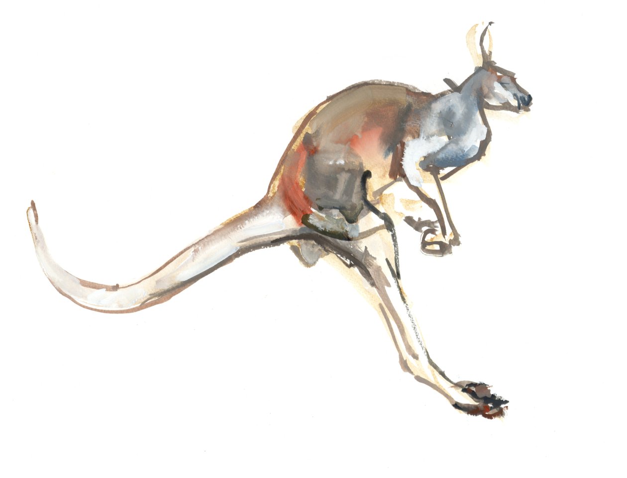 Boing, (Red Kangaroo), 2012, (akvarel og pigment på papir) af Mark Adlington