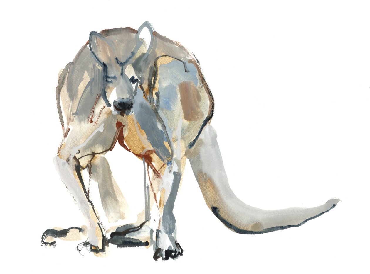 Boxer (Red Kangaroo), 2012, (akvarel og pigment på papir) af Mark Adlington