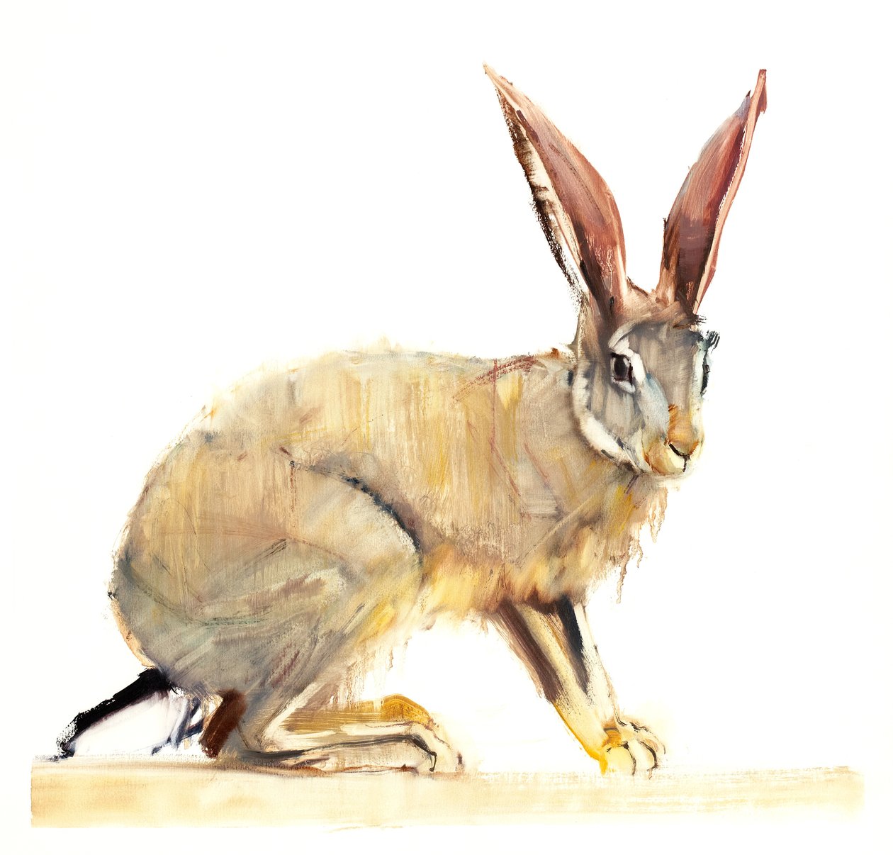 Cape Hare, 2010 (olie på papir) af Mark Adlington