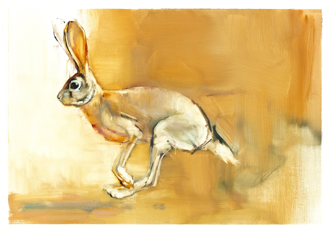 Cape Hare, 2010 (olie på papir) af Mark Adlington