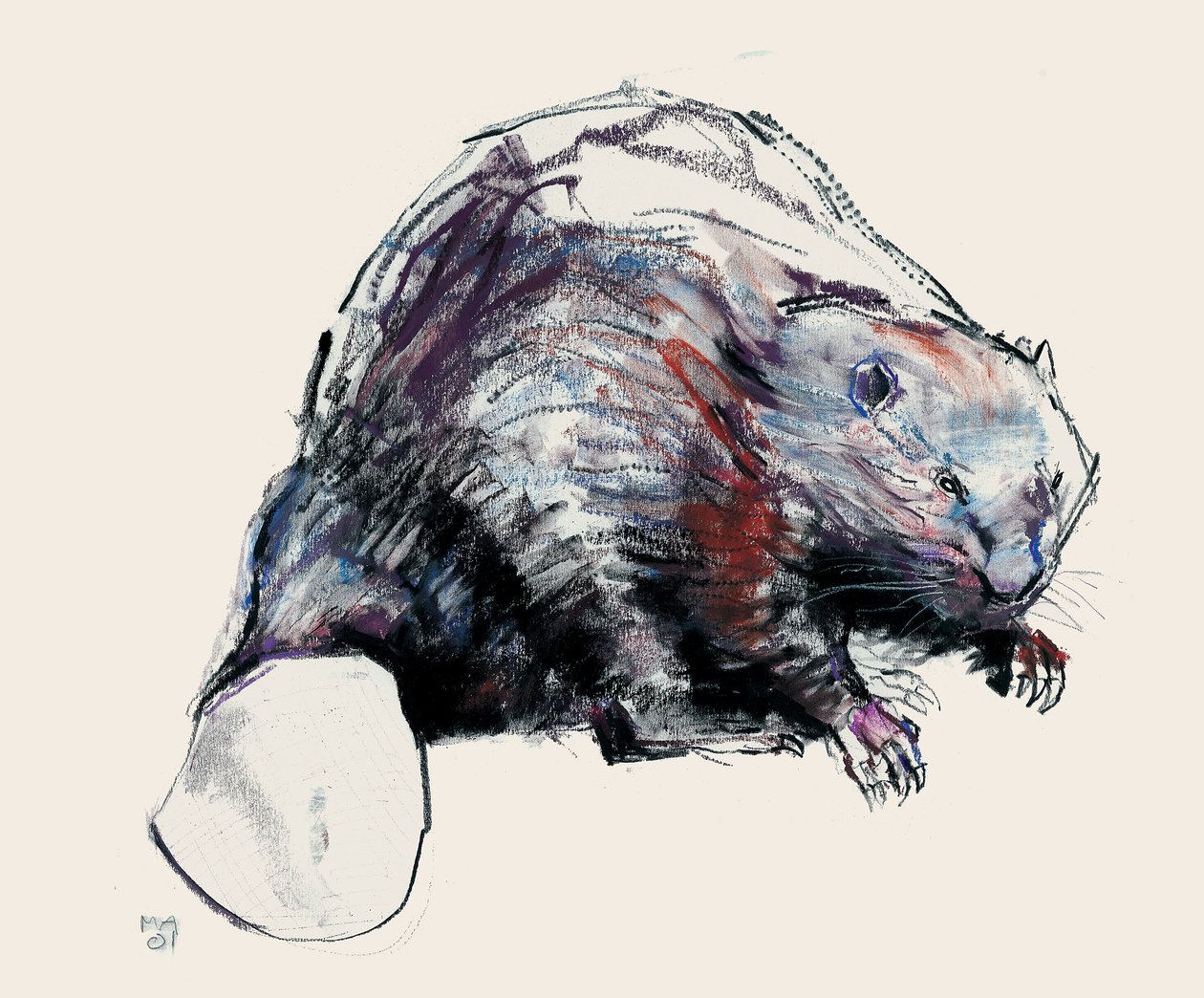 Castor Fiber, 2001 (trækul og conte på papir) af Mark Adlington