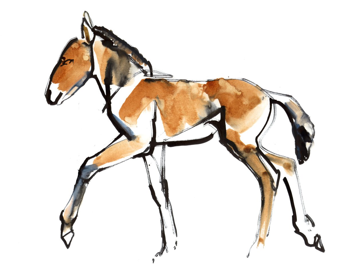 Colt (Przewalski), 2013 (sennelier blæk, akvarel og gouache) af Mark Adlington