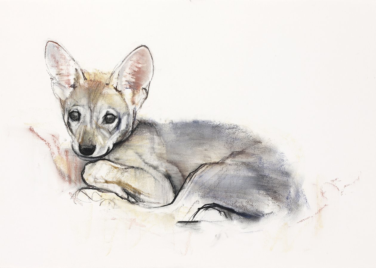 Curled Arabian Wolf Pup, 2009 (conte und charcoal på papir) af Mark Adlington