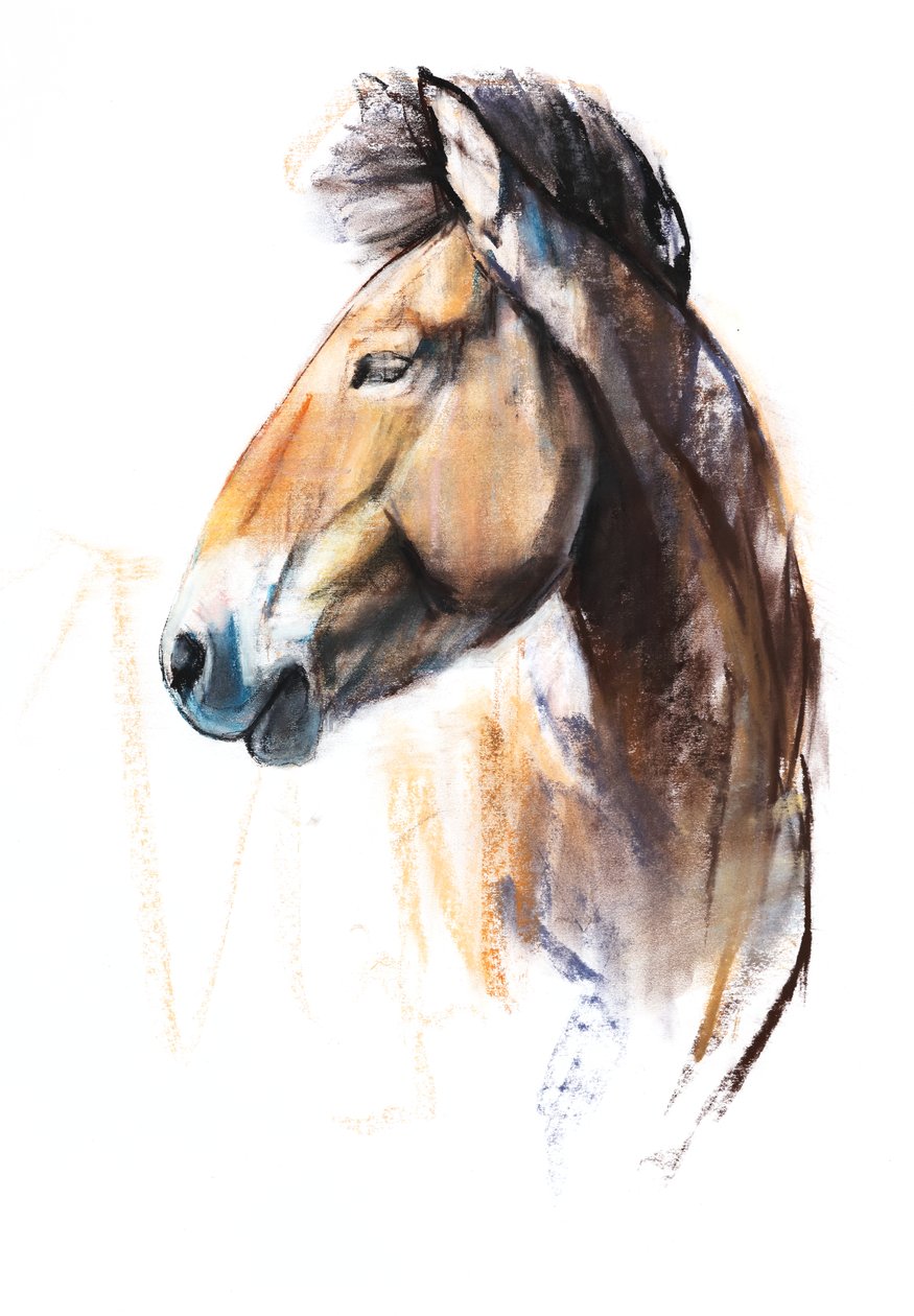 Desert Spirit (Przewalski), 2013, (pastel og trækul på papir) af Mark Adlington