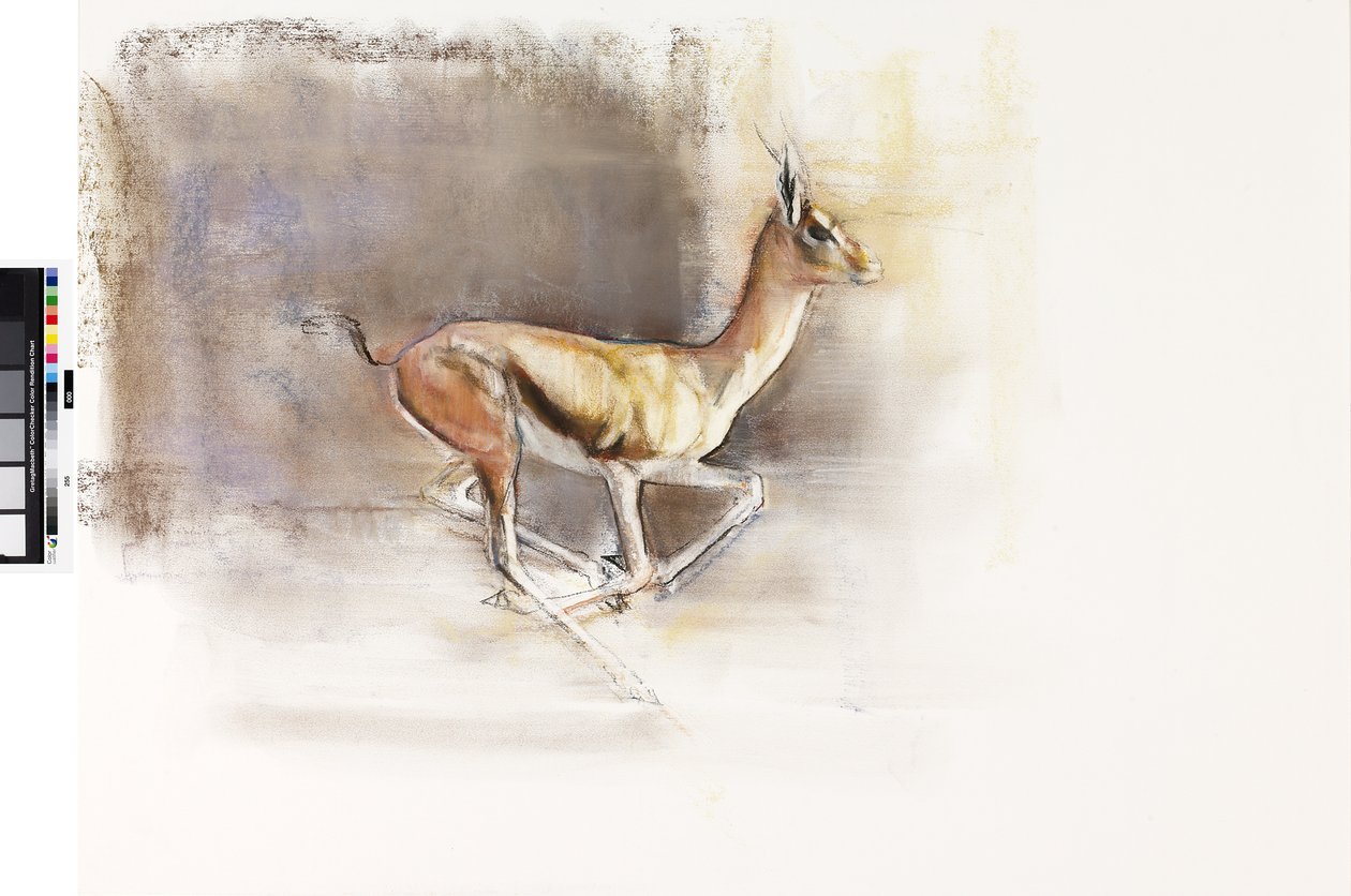 Desert Wind (Arabian Gazelle), 2010 (olie på papir) af Mark Adlington