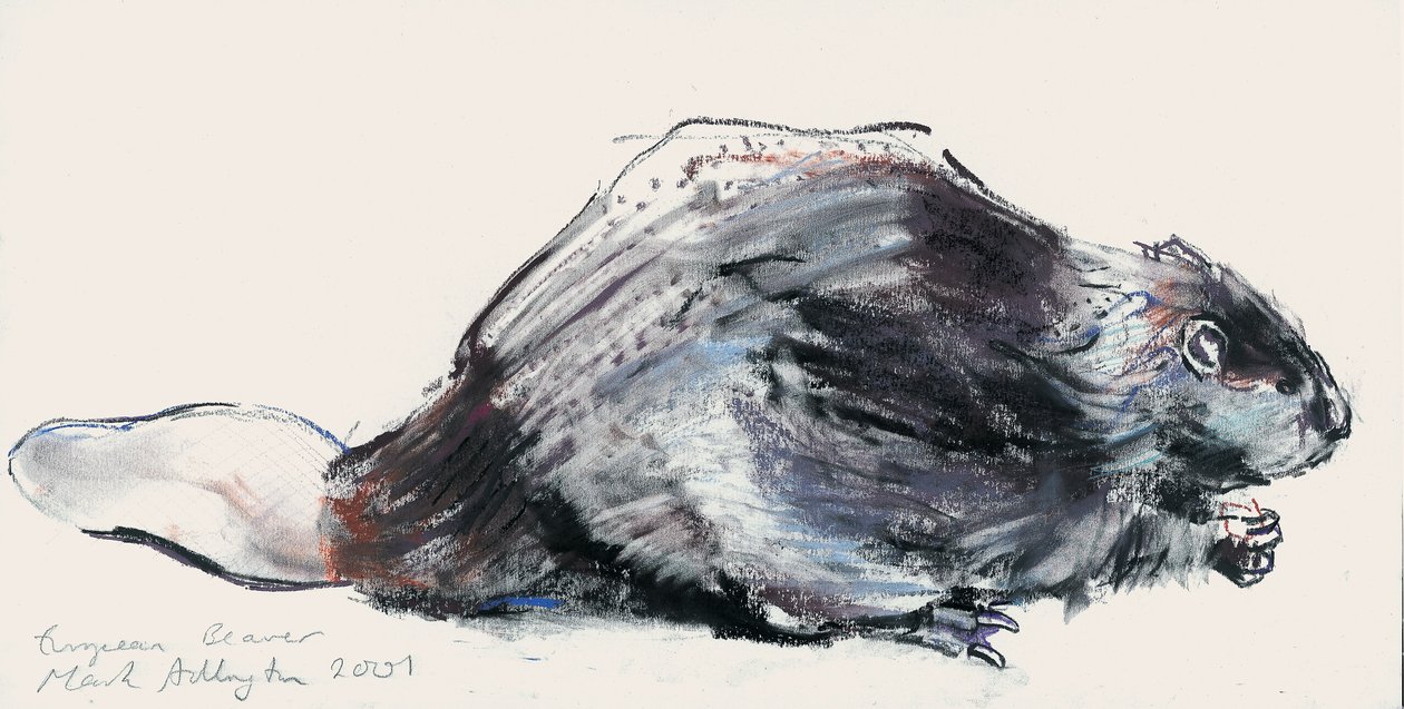 European Beaver (Studie) 2001 (charcoal und conte på papir) af Mark Adlington