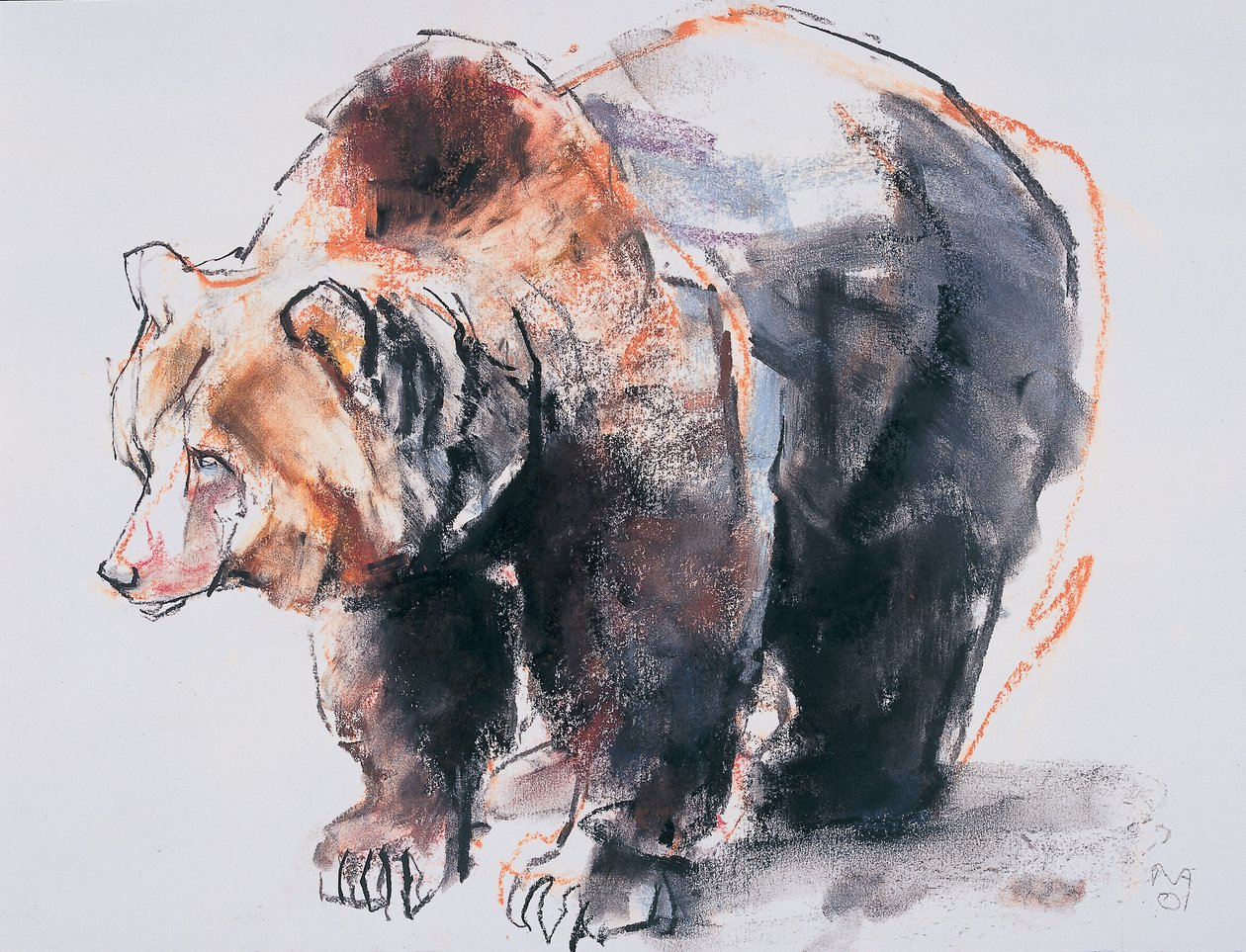 Europæisk brunbjørn, 2001 (charcoal und conte på papir) af Mark Adlington