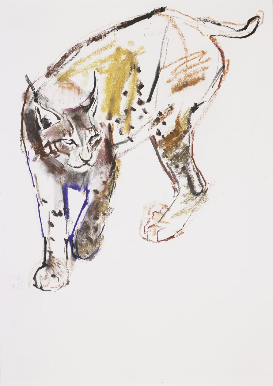 European Lynx (charcoal und conte på papir) af Mark Adlington