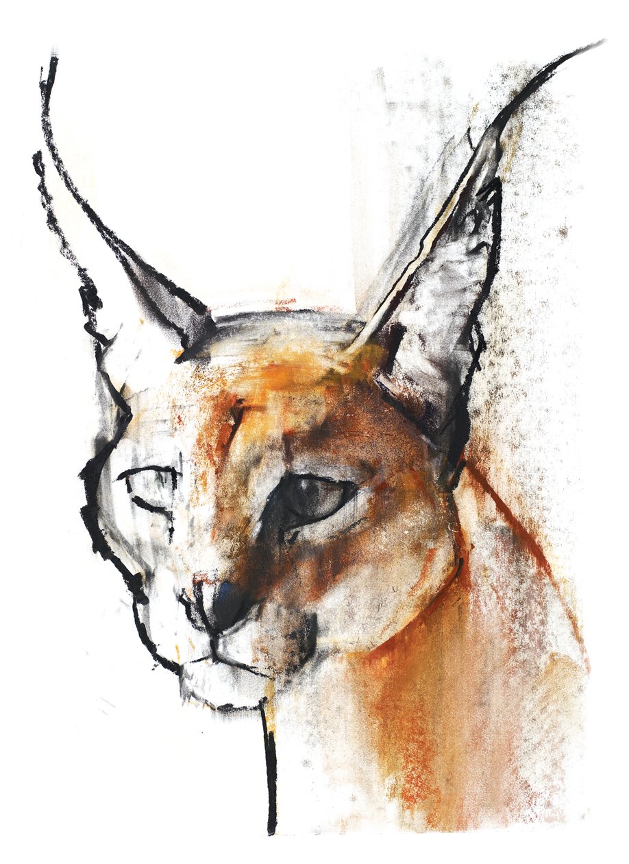 Feline (Arabian Caracal), 2009 (conte und charcoal på papir) af Mark Adlington