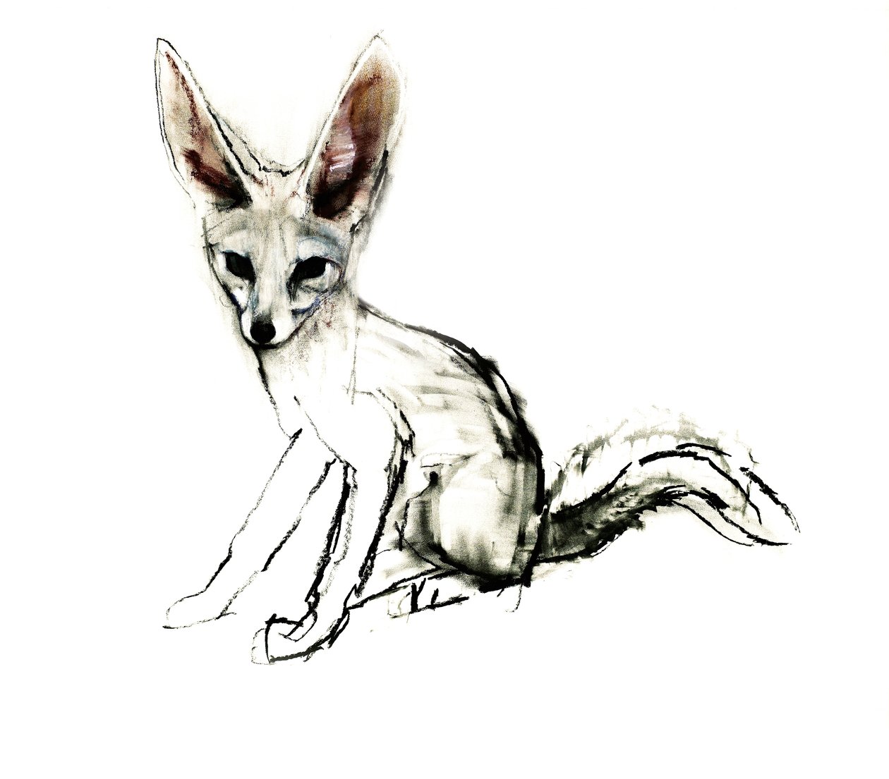 Foxy (Sand Fox), 2009 (conte und charcoal på papir) af Mark Adlington