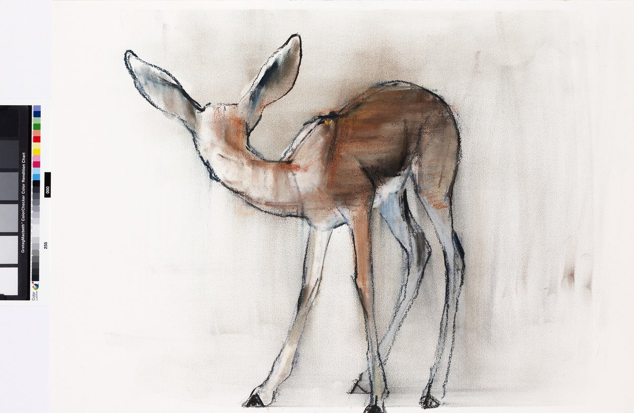 Gazelle Fawn (Arabian Gazelle) 2010 (olie på papir) af Mark Adlington