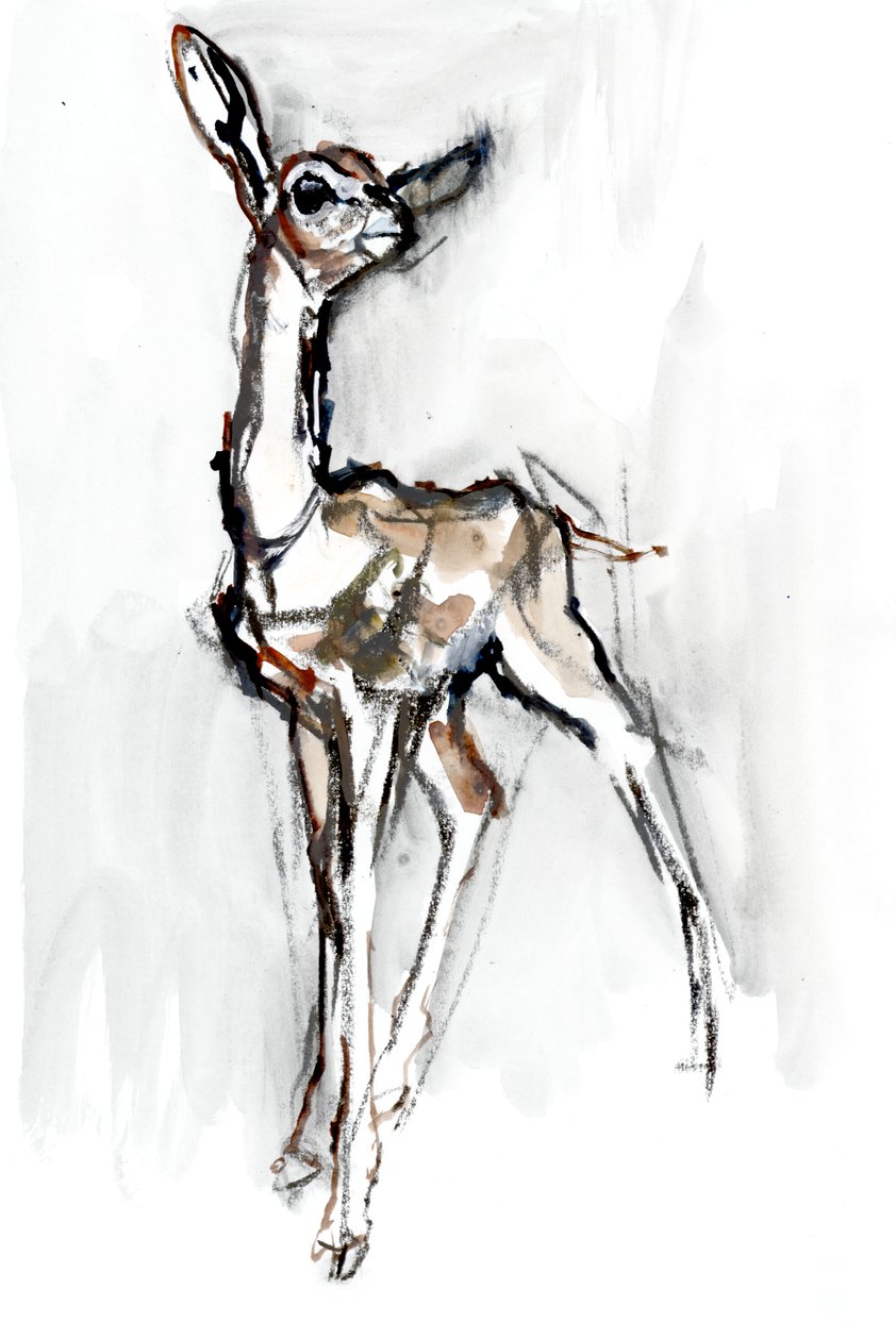 Gerenuk fawn, Sarara, 2018 af Mark Adlington