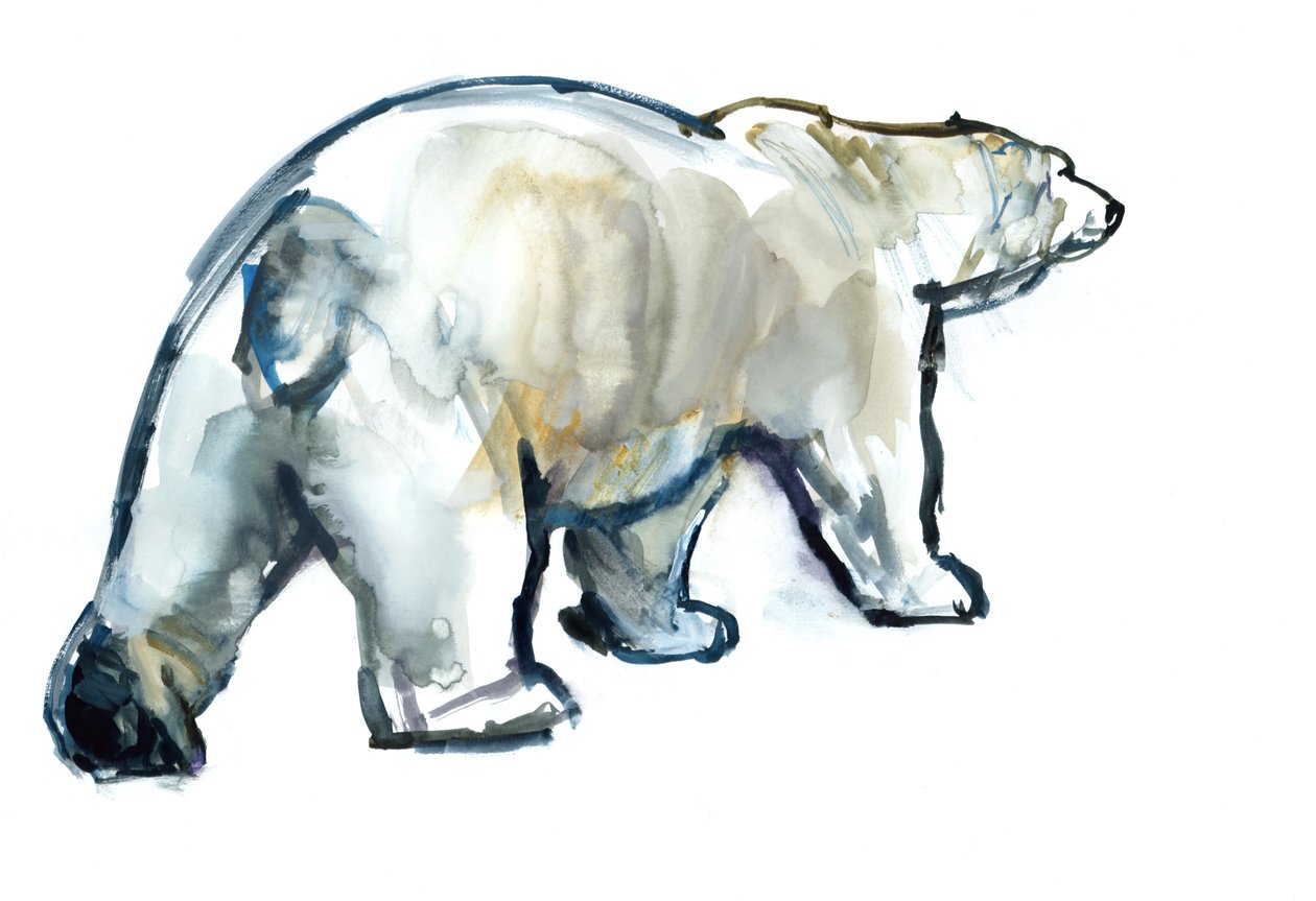 Glacier Mint (isbjørn), 2013, (akvarel og gouache på papir) af Mark Adlington