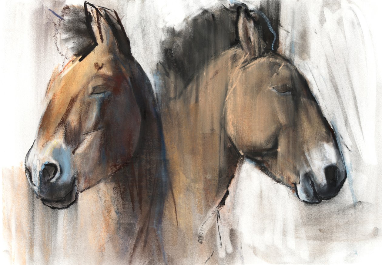 Head Study (Przewalski) 2012, (kul, conté og pastel på papir) af Mark Adlington