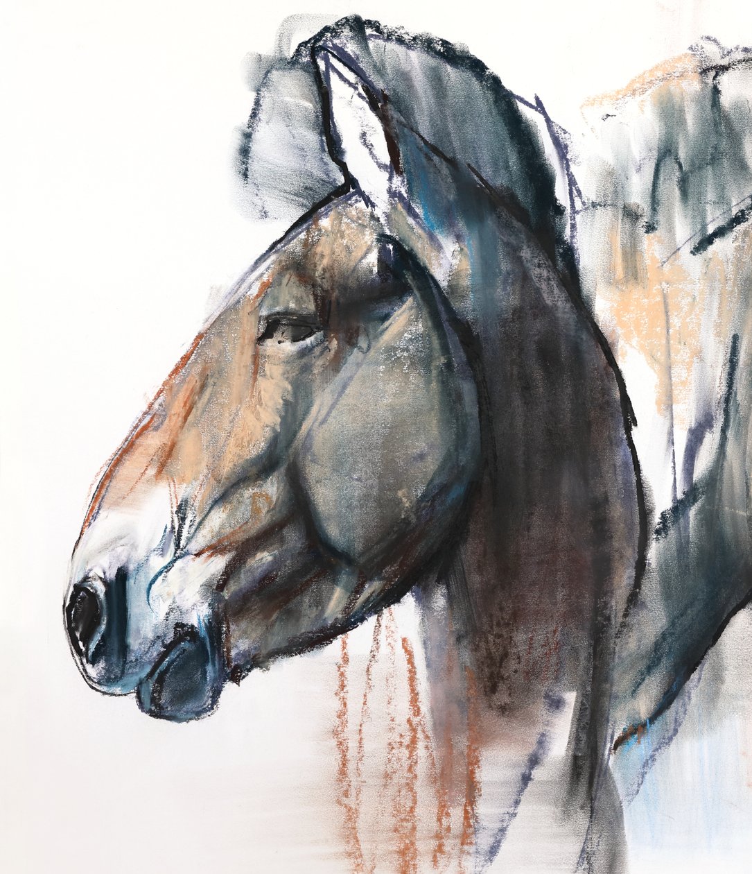 Head Study, Przewalski, 2013, (detaljer), (pastel og trækul på papir) af Mark Adlington