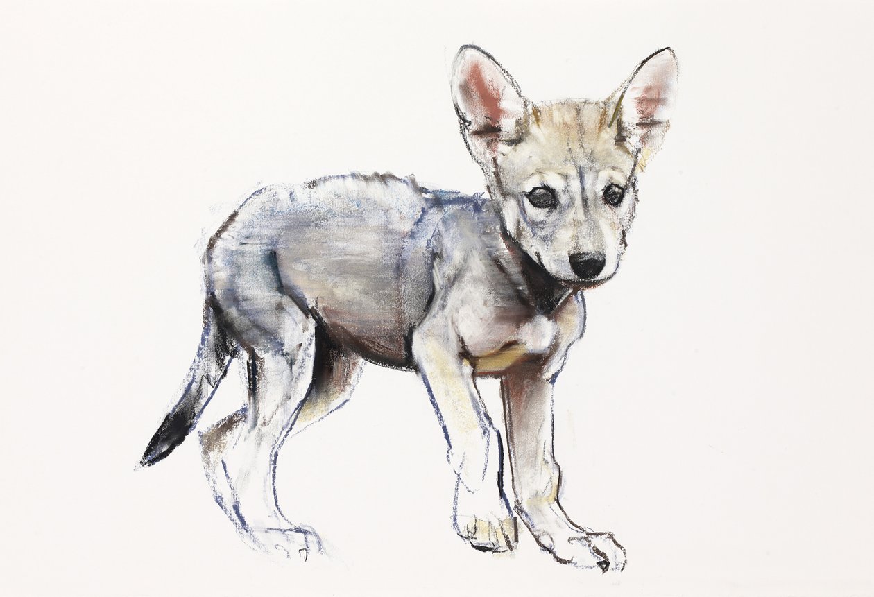 Hesitating Arabian Wolf Pup, 2009 (conte und charcoal på papir) af Mark Adlington