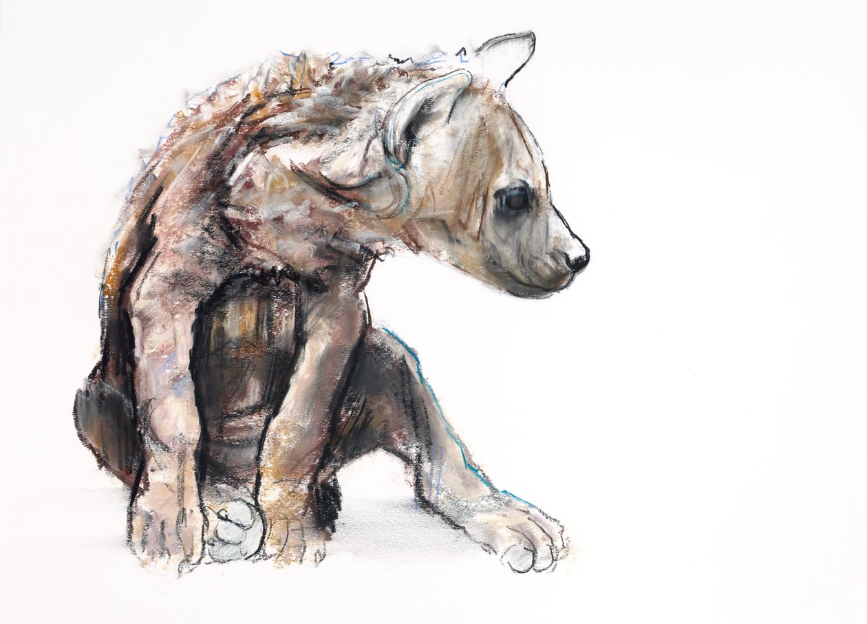 Hyaena Pup (profil), 2019 (conté og trækul på papir) af Mark Adlington