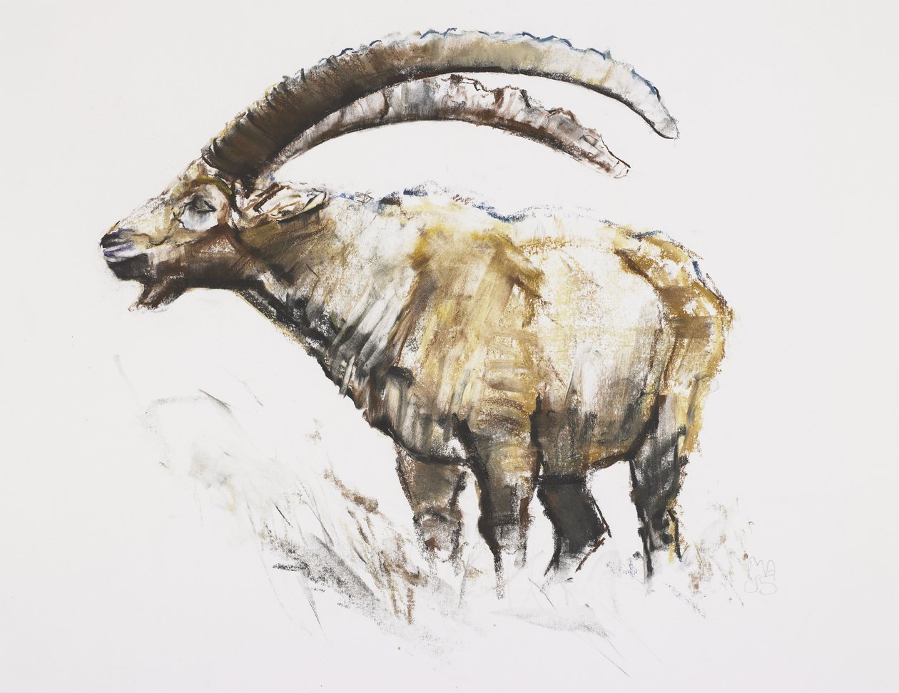 Ibex, Noasca (kul og conte på papir) af Mark Adlington