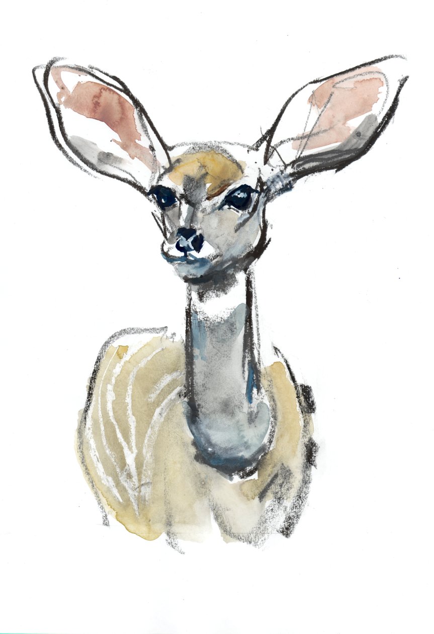 Kudu Fawn, Sarara, 2018 af Mark Adlington
