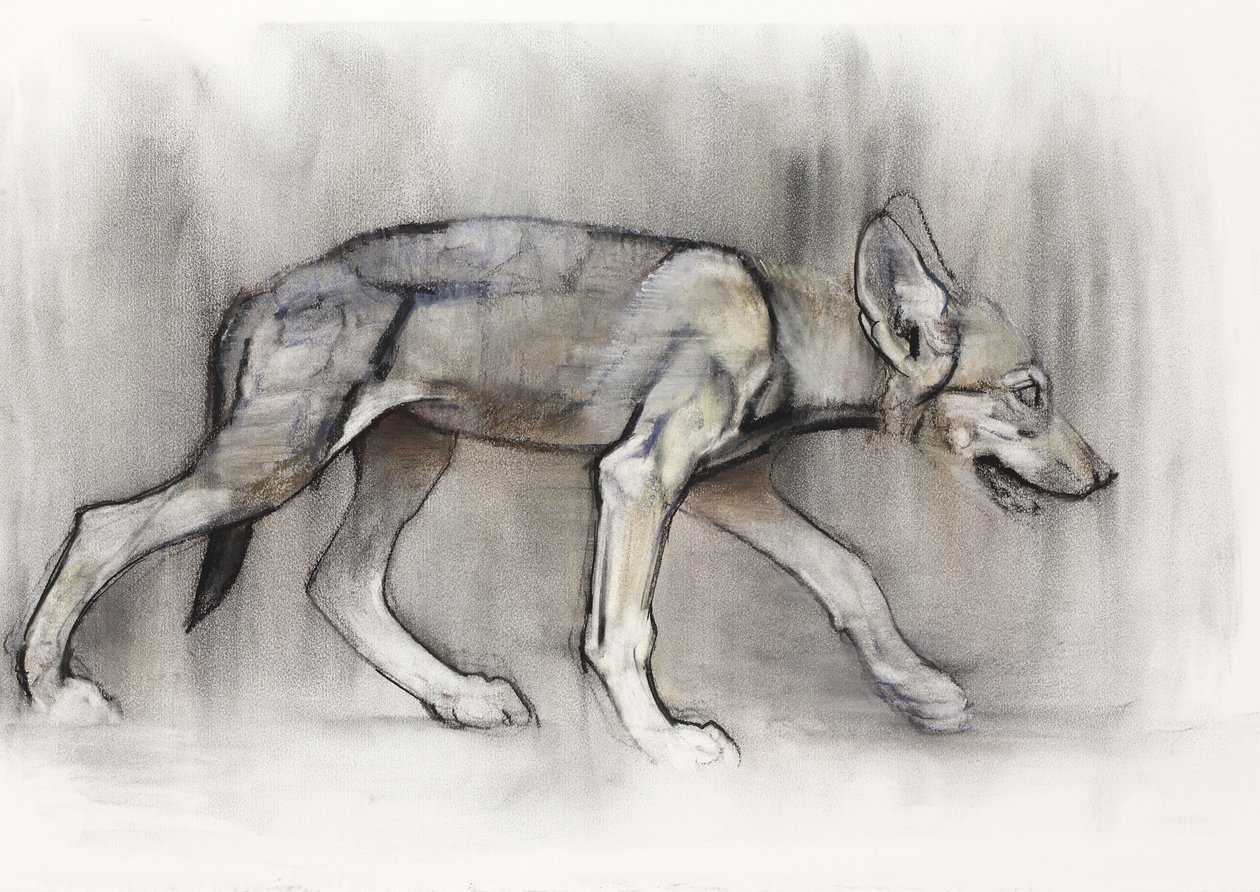 Lean Pup (Arabian Wolf), 2009 (conte og kul på papir) af Mark Adlington