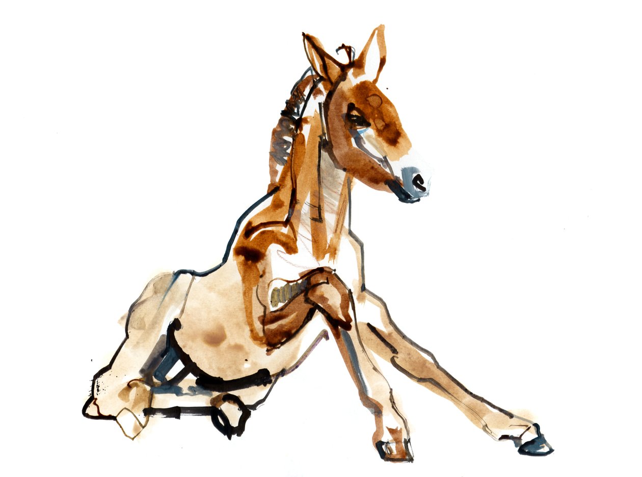 Okkerføl (Przewalski), 2013 (sennelier blæk, akvarel og gouache) af Mark Adlington