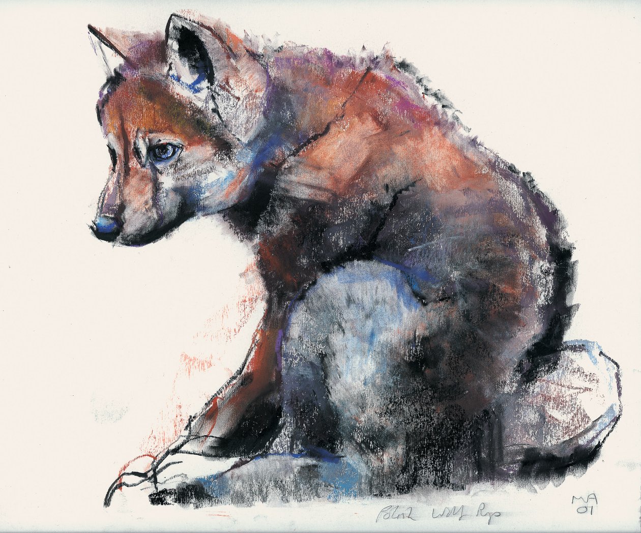 Polish Wolf Pup, 2001 (charcoal und conte på papir) af Mark Adlington