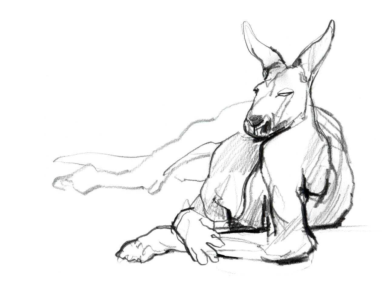 Hvilende atlet (Red Kangaroo), 2012, (grafit på papir) af Mark Adlington