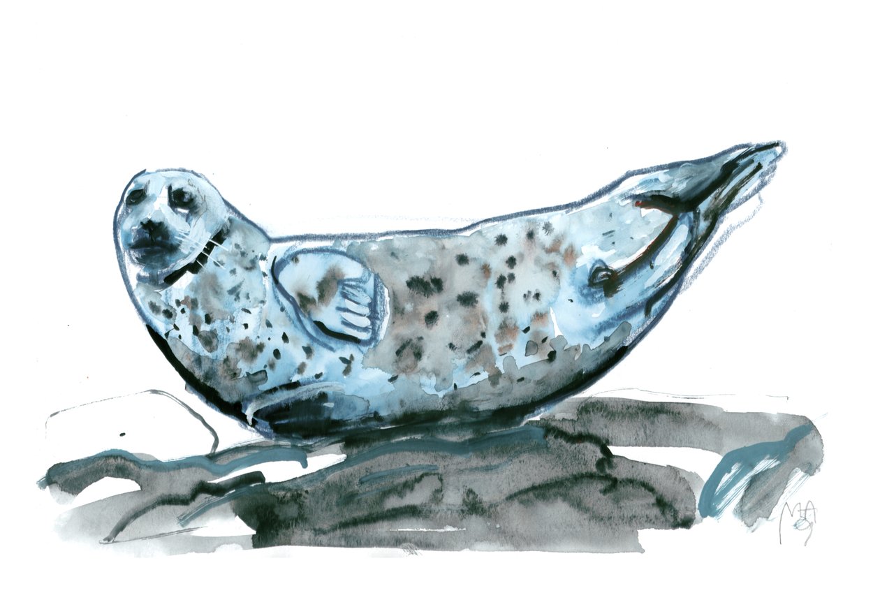 Rocky (sæl), 2019 af Mark Adlington