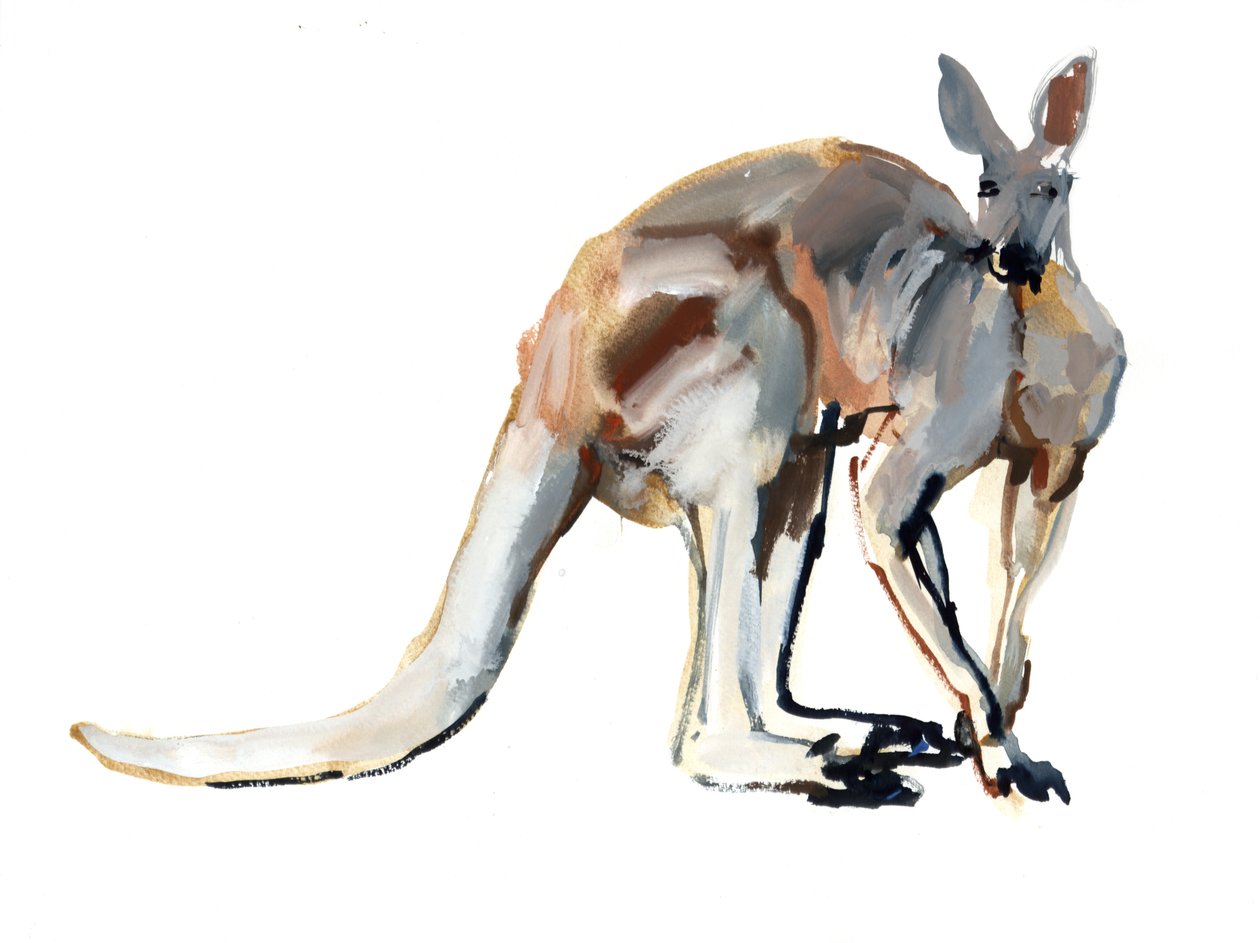 Roo, (Rød Kænguru), 2012, (akvarel og pigment på papir) af Mark Adlington