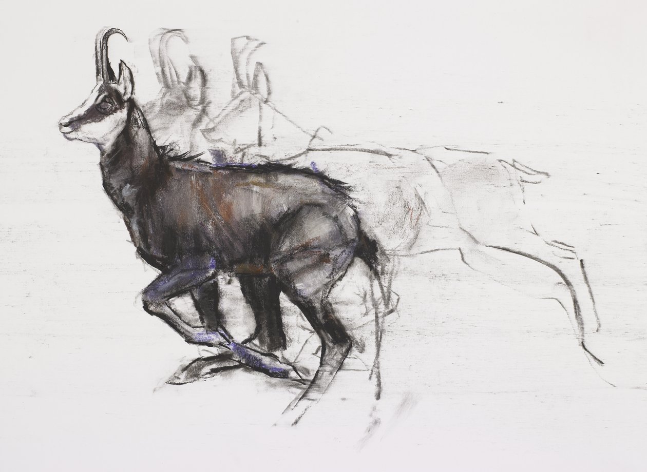 Running Chamois (charcoal und conte på papir) af Mark Adlington