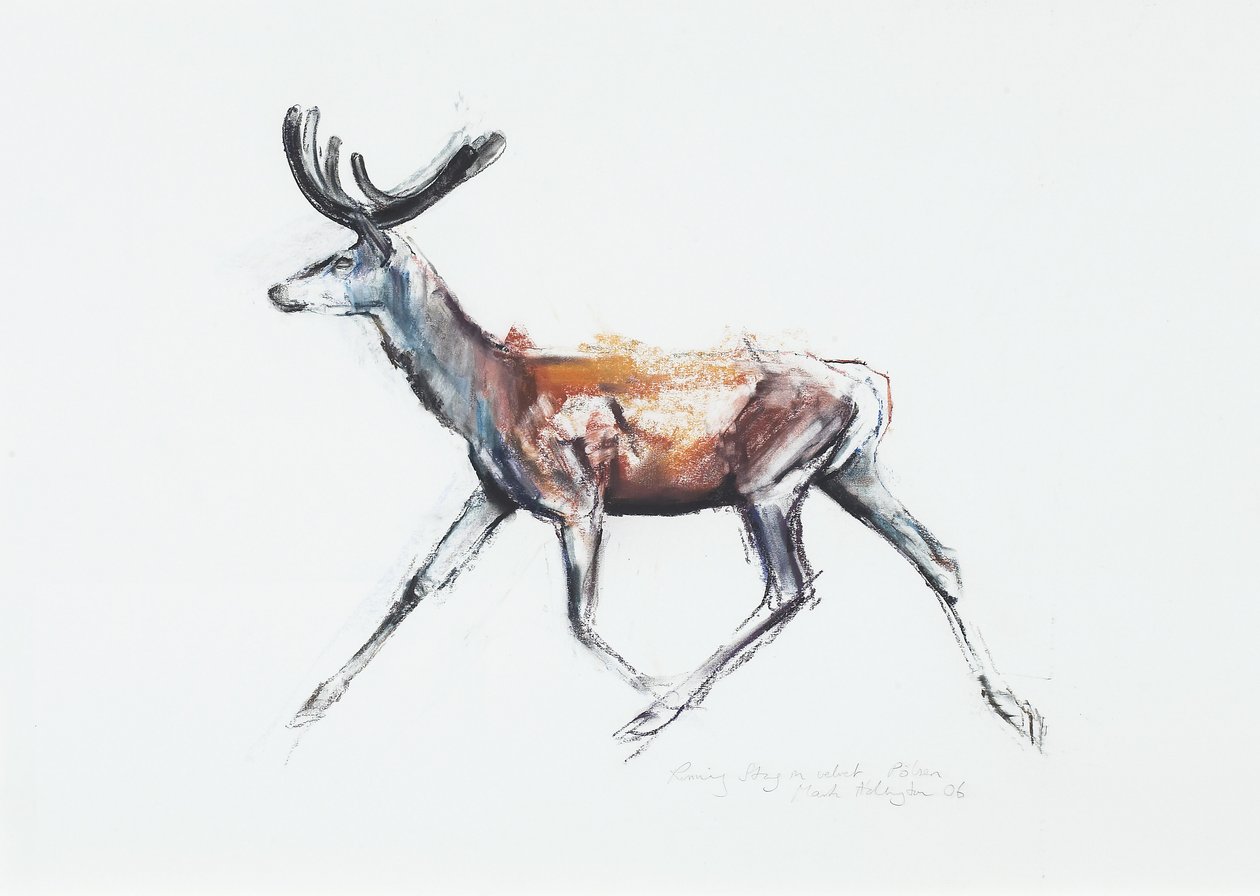 Running Stag i fløjl, Polsen, 2006 (charcoal und conte på papir) af Mark Adlington