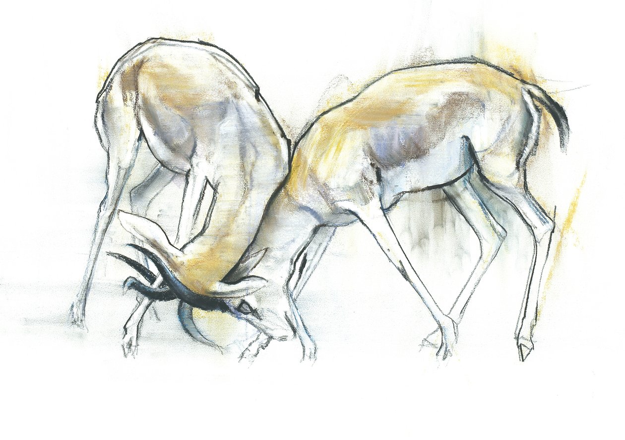 Sand Gazelles, 2009 (konte og trækul på papir) af Mark Adlington