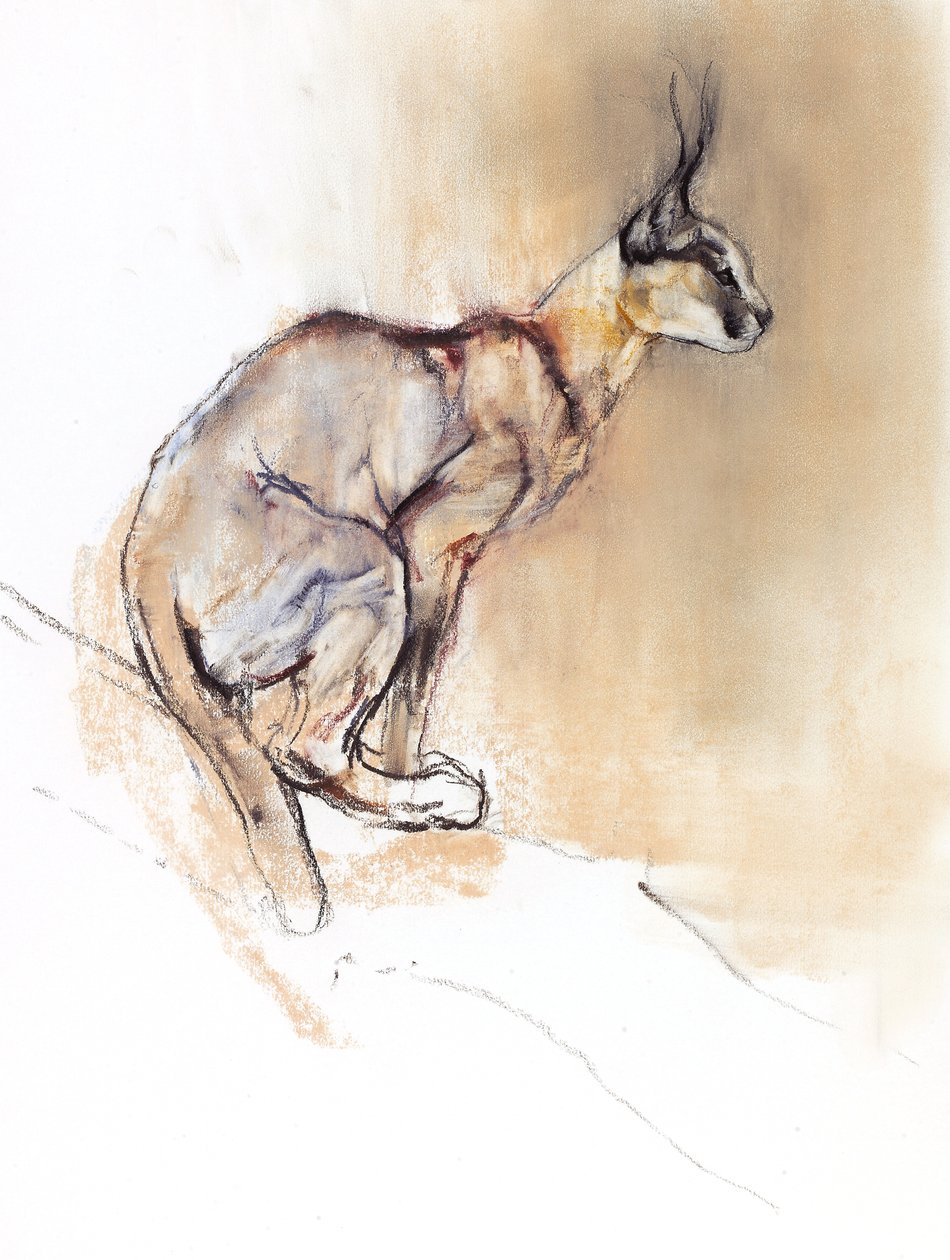 Siddende Caracal, 2009 (conte und charcoal på papir) af Mark Adlington
