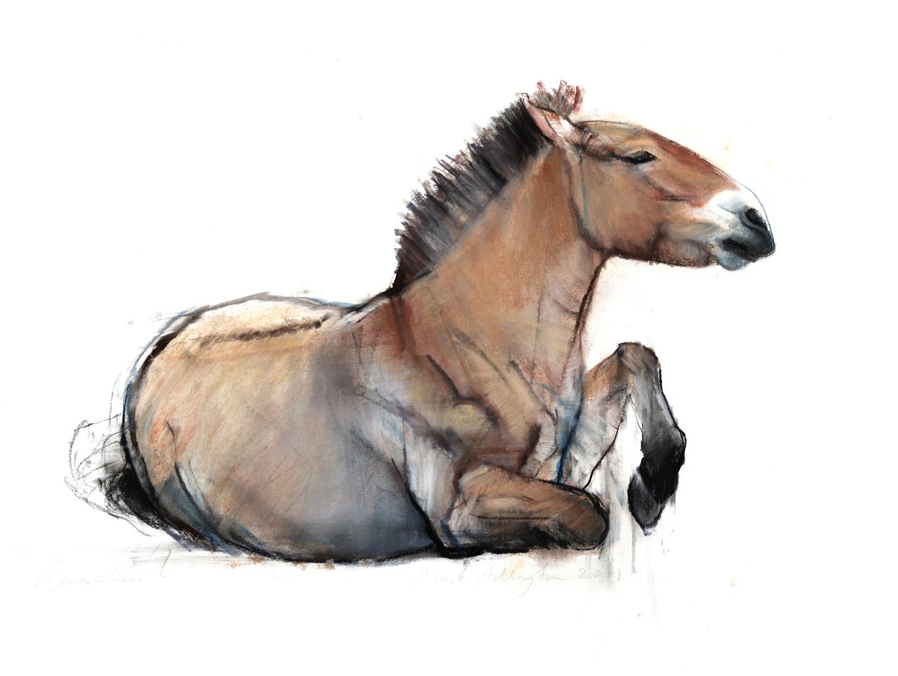 Siddende Przewalski, 2011, (kul, conté og pastel på papir) af Mark Adlington