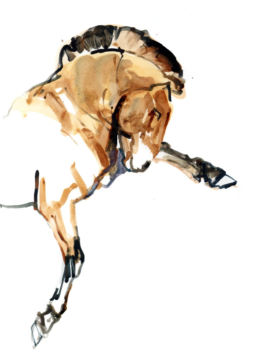 Hingst (Przewalski), 2013 (sennelier blæk, akvarel og gouache) af Mark Adlington