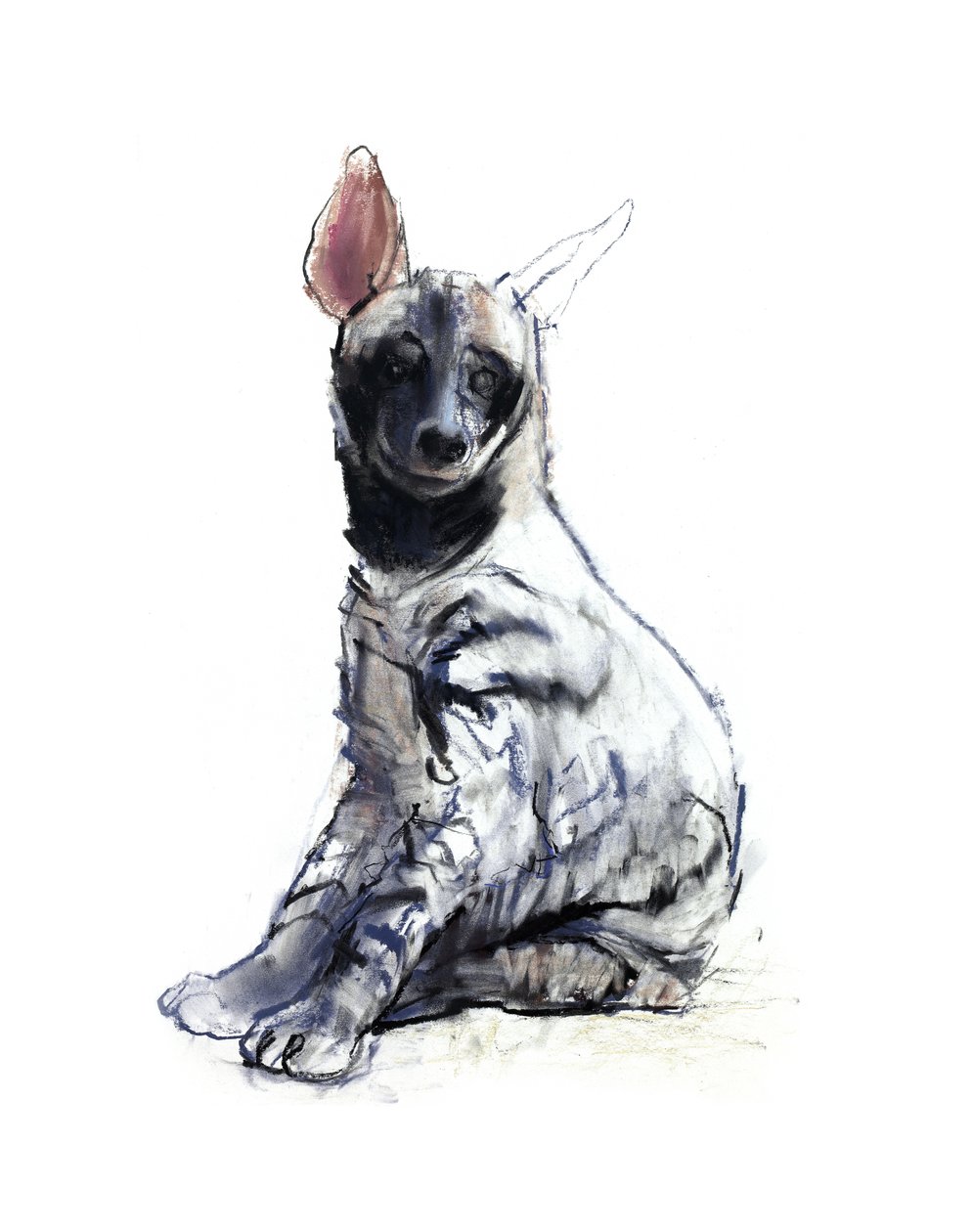 Stribet Hyæne Pup (siddende), 2010, (conté og pastel på papir) af Mark Adlington
