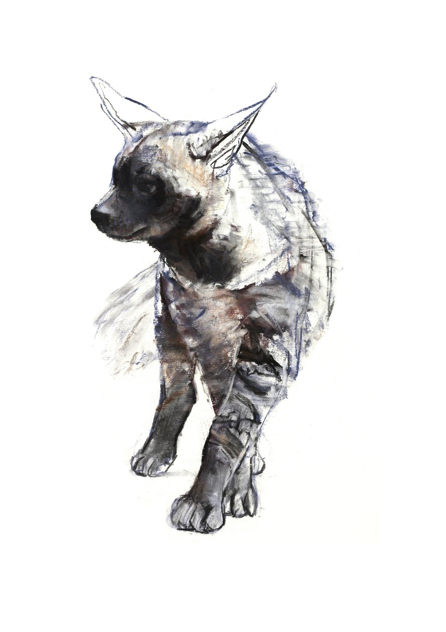 Striped Hyena Pup, 2010, (conté og pastel på papir) af Mark Adlington