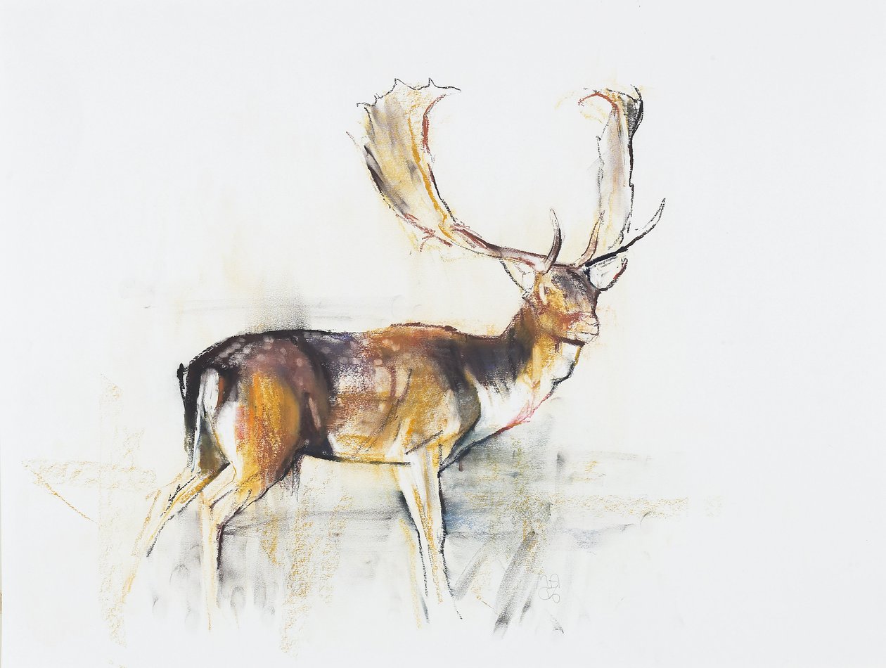 Studie af en kronhjort (charcoal und conte på papir) af Mark Adlington