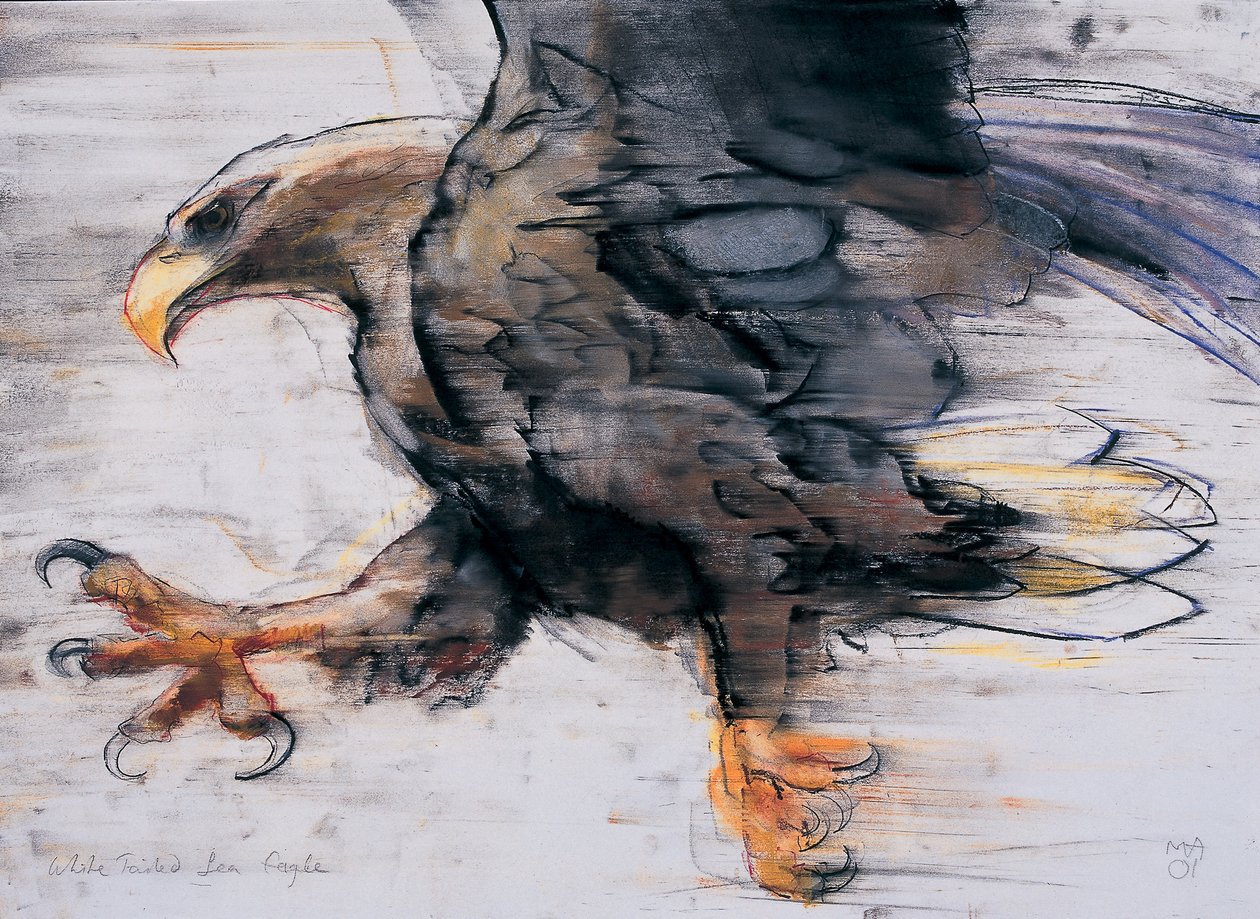 Talons - Havørn, 2001 (charcoal und conte på papir) af Mark Adlington